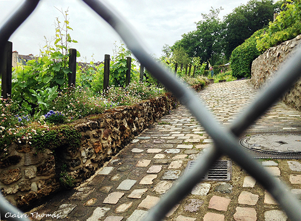 Paris vineyard