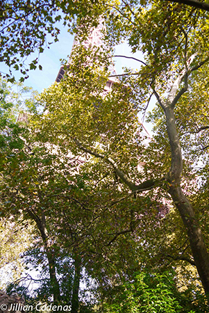 Eiffel Tower trees